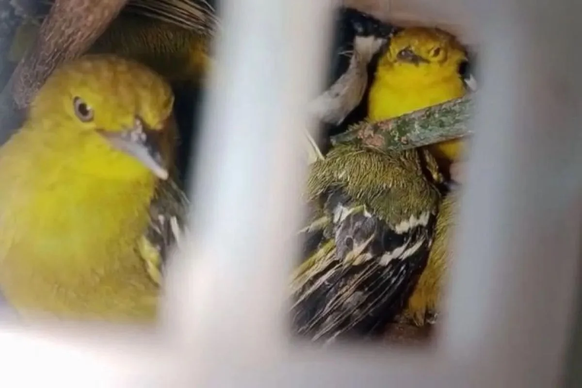 Karantina Lampung Sita 282 Ekor Burung dari Upaya Penyelundupan