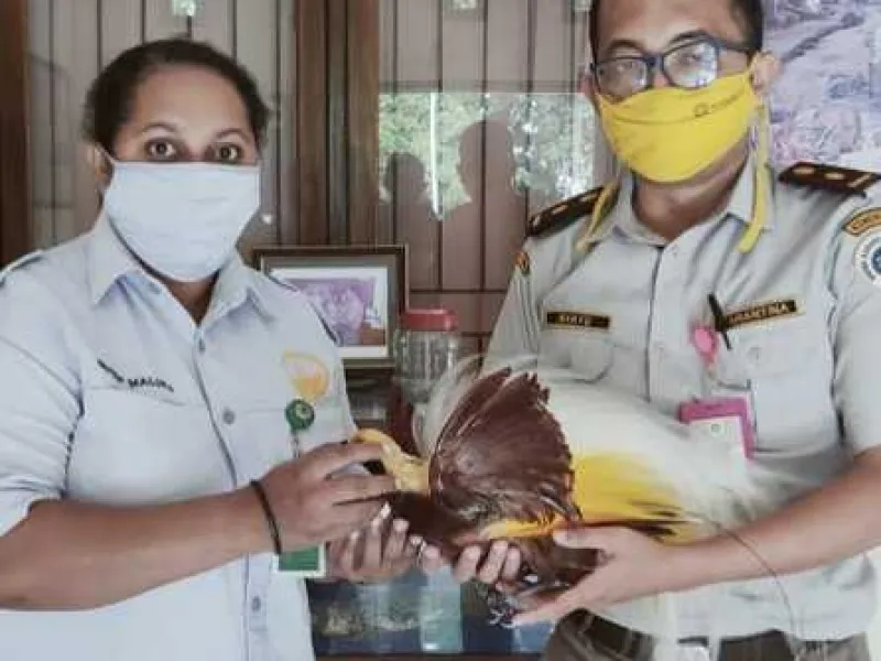 Karantina Pertanian Ternate Gagalkan Penyelundupan Awetan Cenderawasih