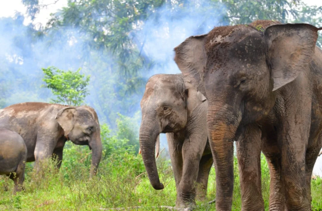 Gajah sumatera di kawasan Taman Nasional Bukit Tiga Puluh Jambi Hingga kini gajah tidak luput dari ancaman Kebakaran Hutan...