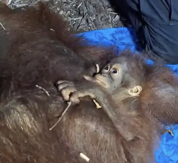 Karhutla Kotim Ancam Satwa Liar, BKSDA Evakuasi Orangutan hingga Trenggiling