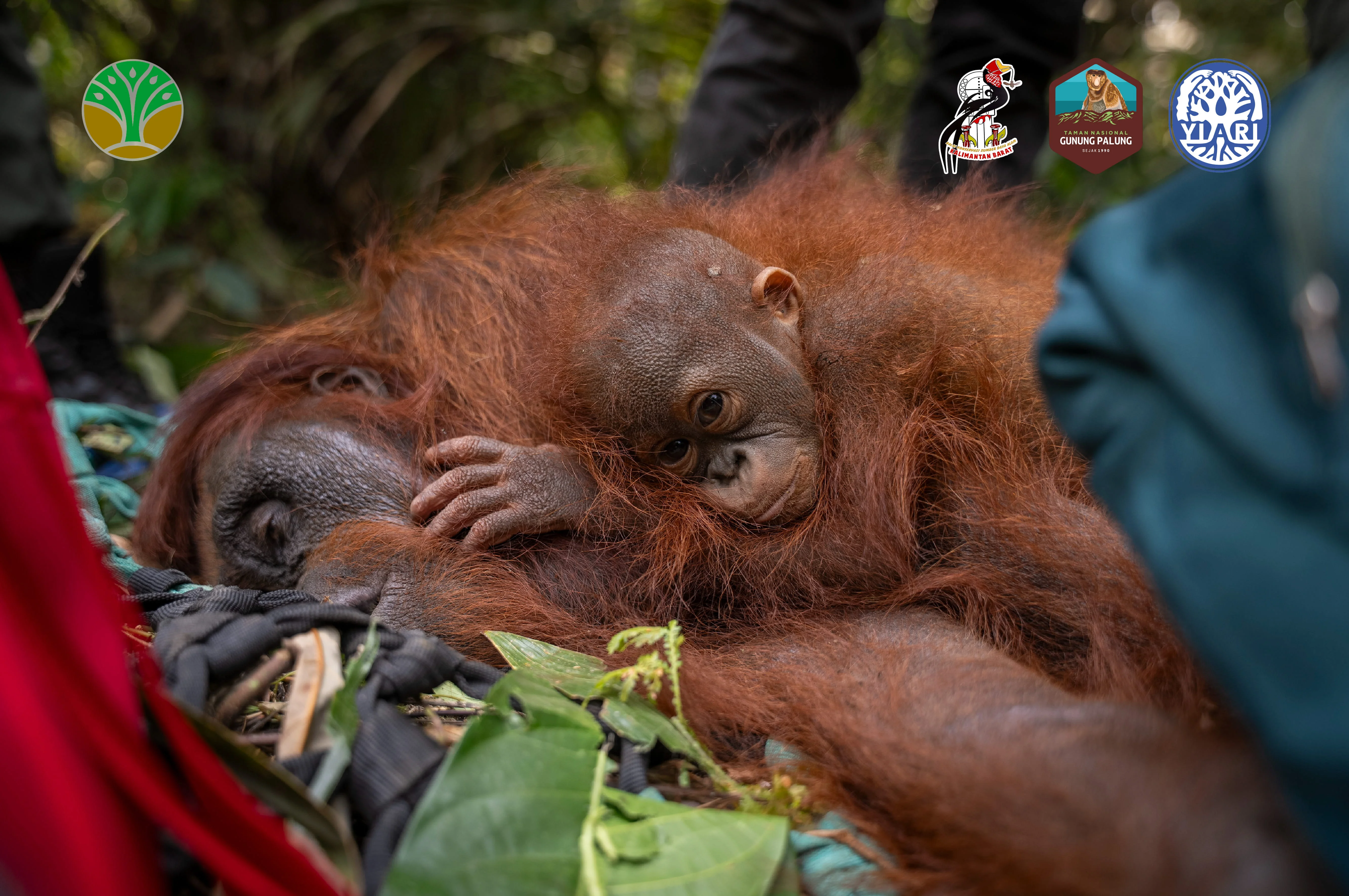 Evakuasi induk dan anak orangutan di di Desa Tanjungpura Kecamatan Muara Pawan Kabupaten Ketapang Kalimantan Barat pada 21...