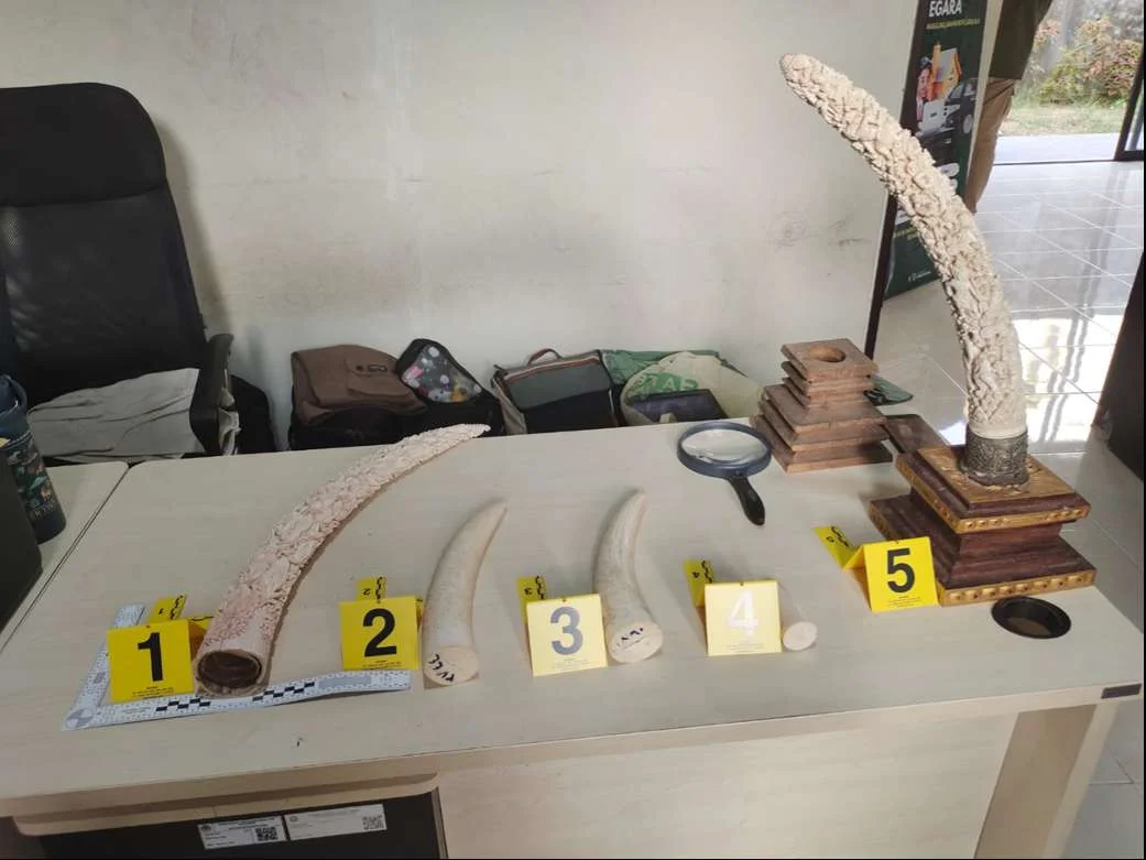 Barang bukti yang berhasil diamankan berupa benda kerajinan diduga bagian dari tubuh satwa dilindungi gading gajah Foto B...
