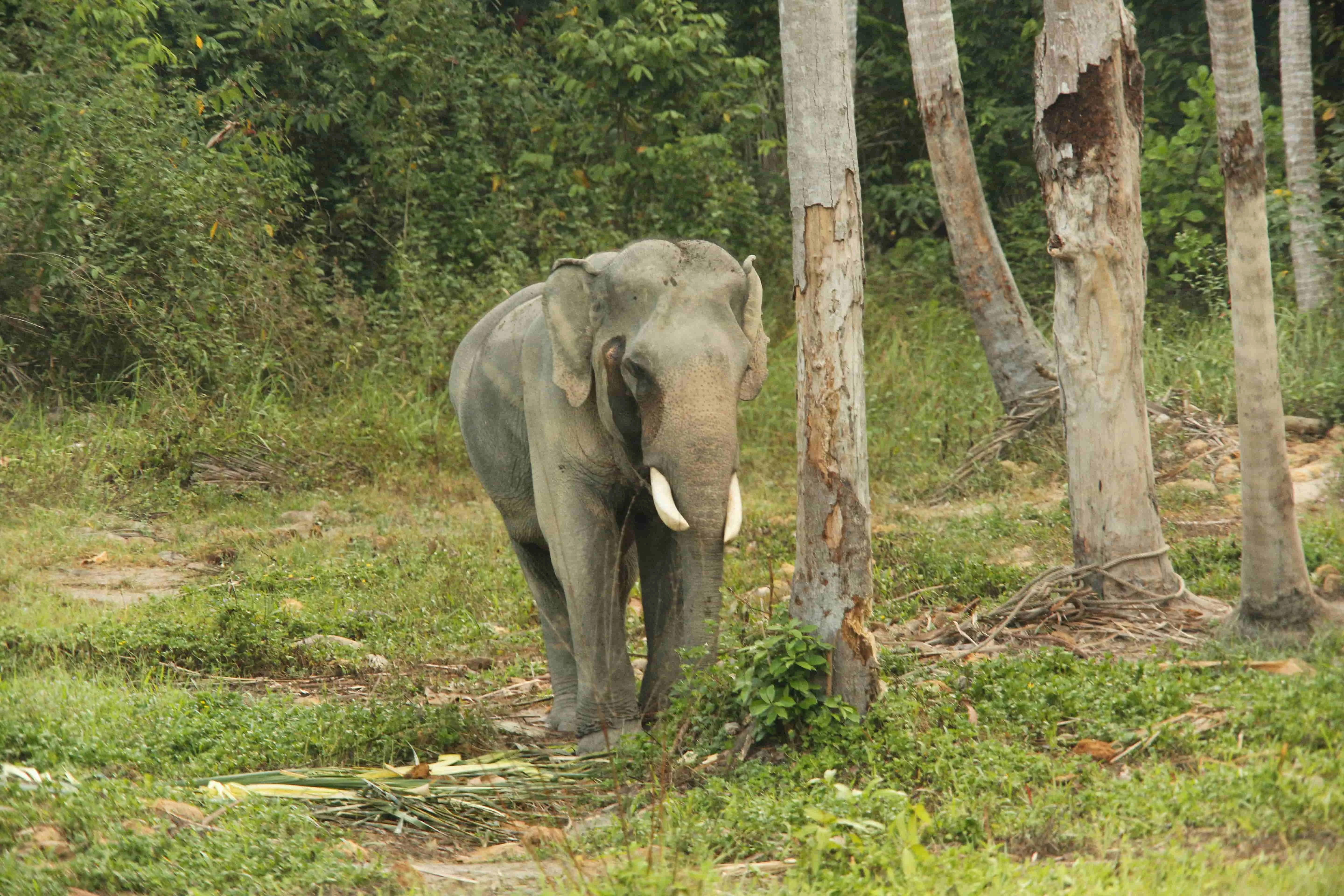 Kawanan Gajah Liar Dekati Kampung di Aceh Tengah, Lima Rumah Kebun Warga Rusak