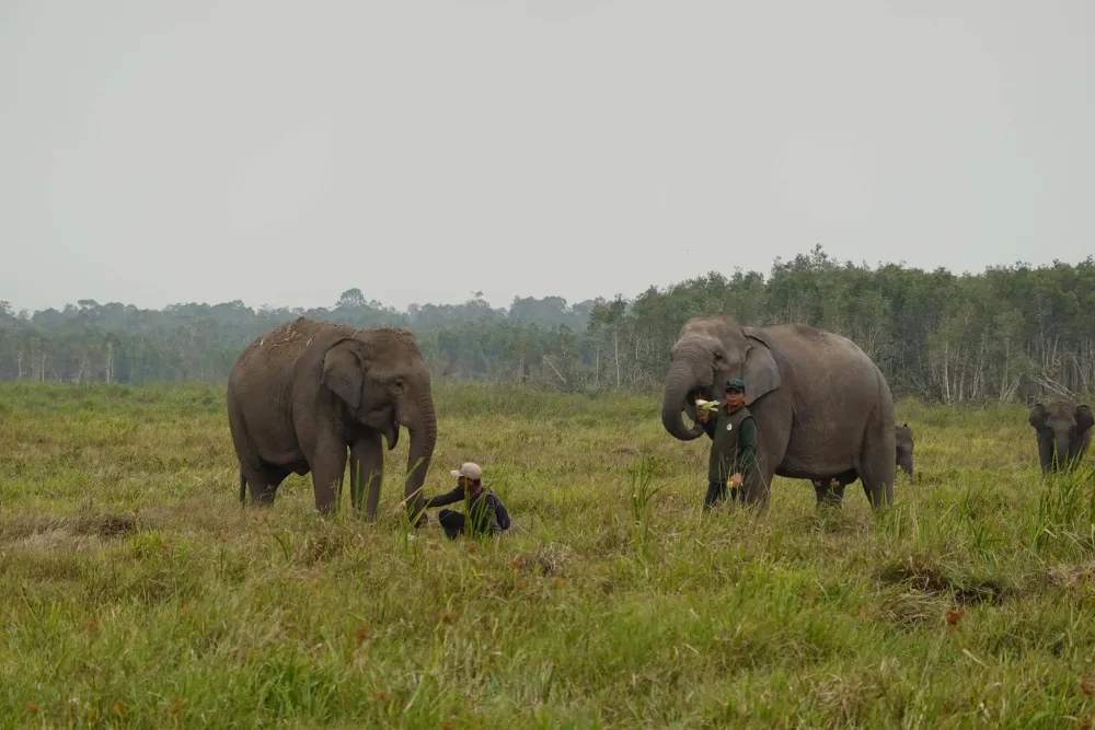 Mahout menemani gajah di area angon Suaka Margasatwa Padang Sugihan Foto BKSDA Sumsel - Kawasan Konservasi Gajah Tak Lupu...