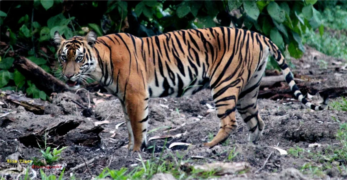Kearifan Lokal Masyarakat Jambi dalam Menjaga Harimau Sumatera