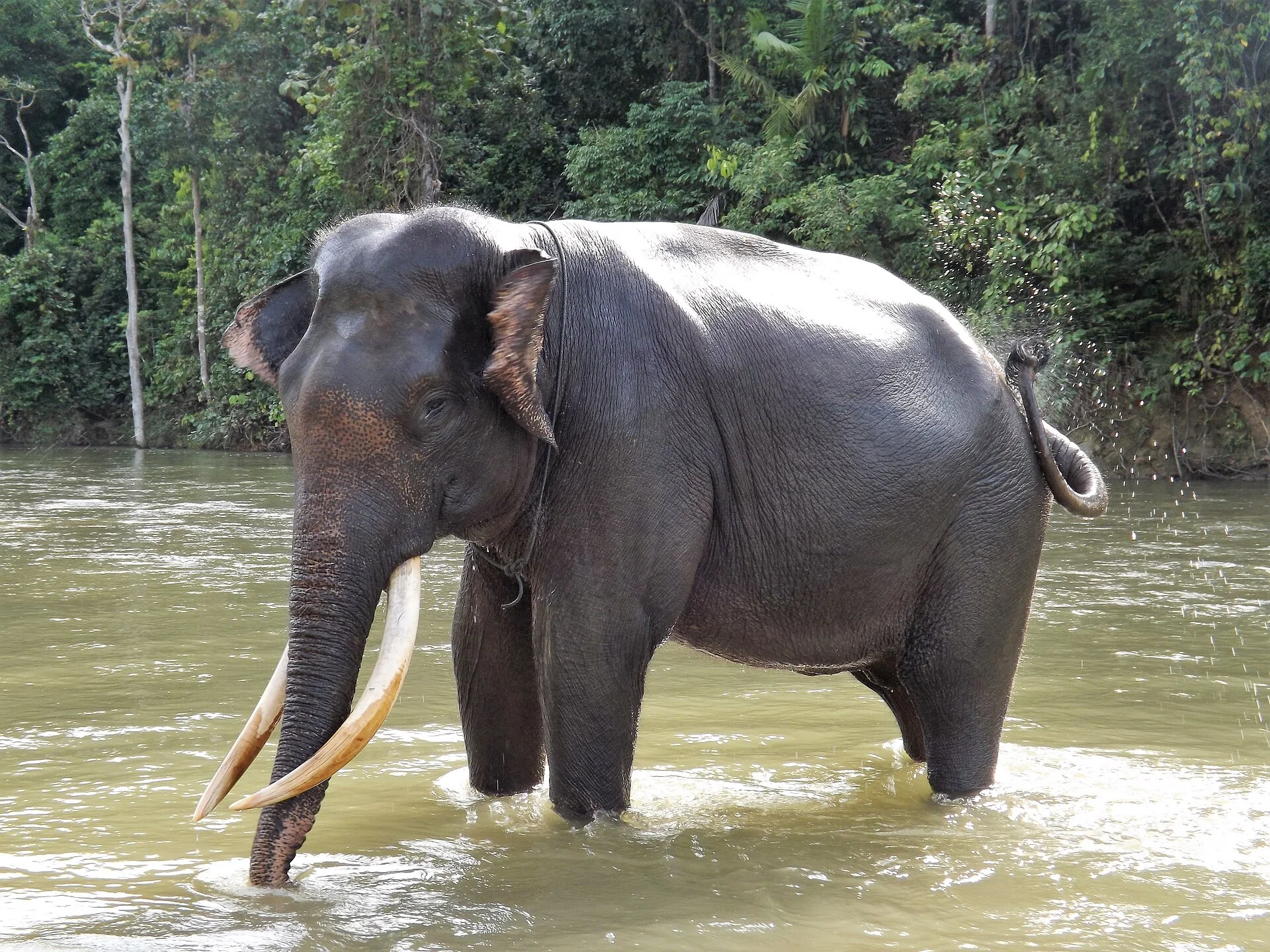 Kebakaran Hutan Ancam Eksistensi Gajah