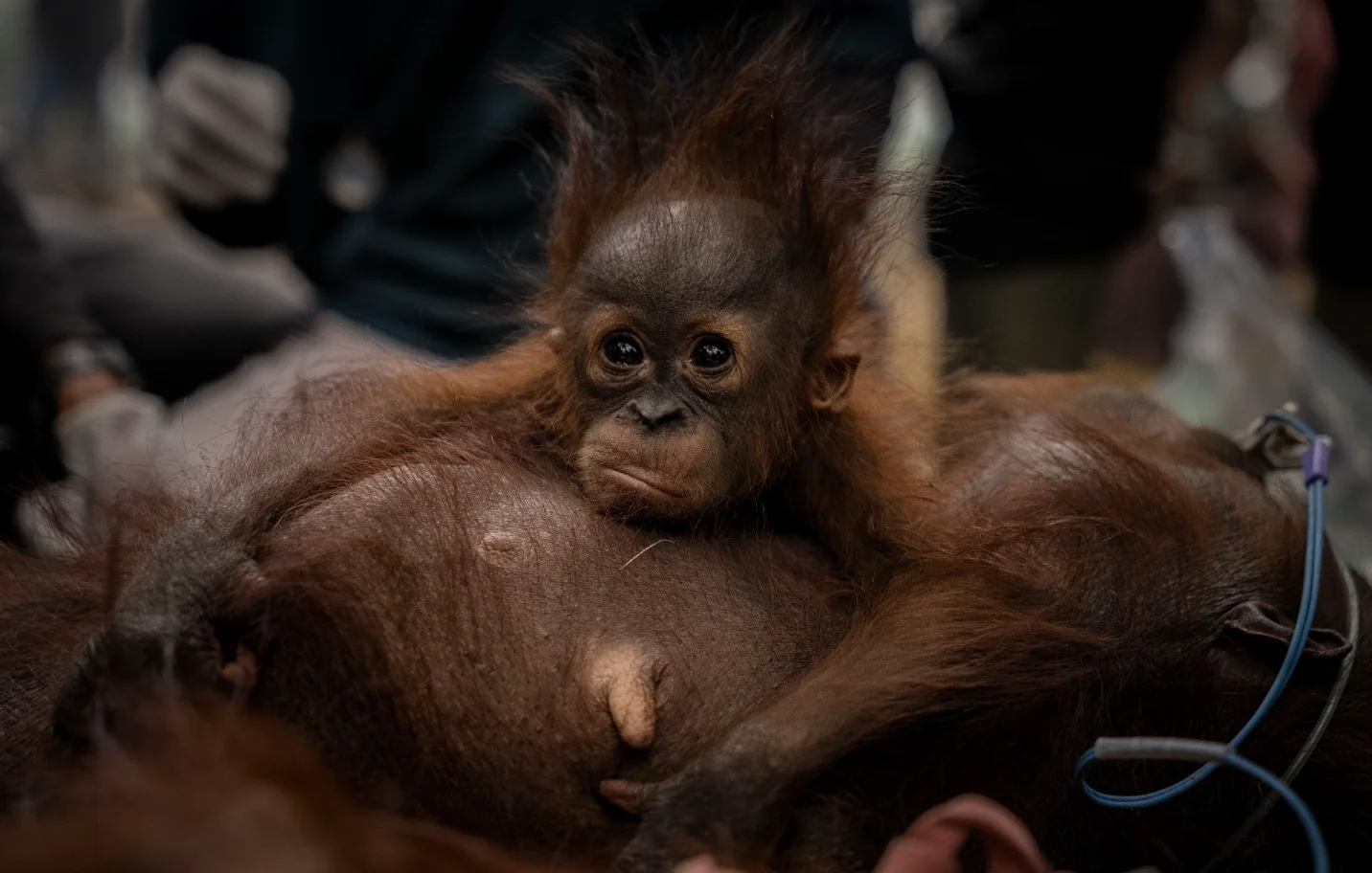 Kebakaran Hutan Bukan Alasan Memelihara Satwa Liar di Rumah