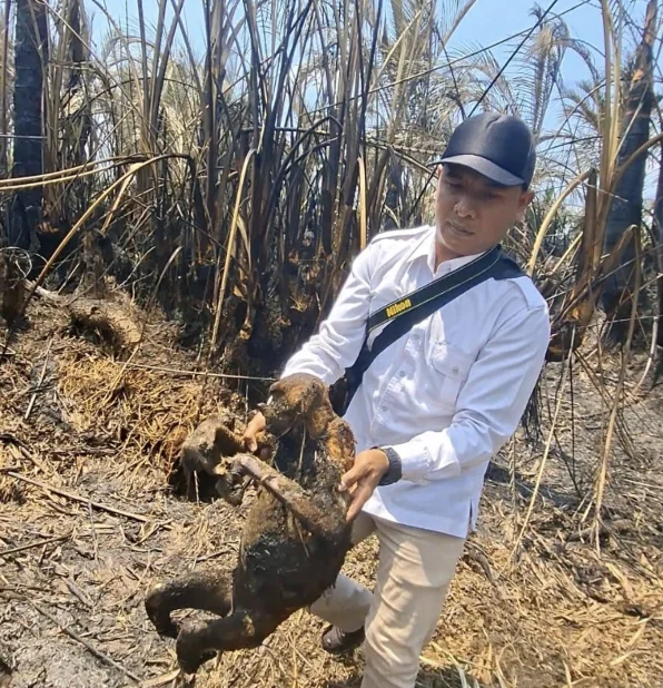 Bangkai bekantan yang hangus terbakar karena kebakaran hutan di Kabupaten Hulu Sungai Selatan Kalimantan Selatan Foto BKS...