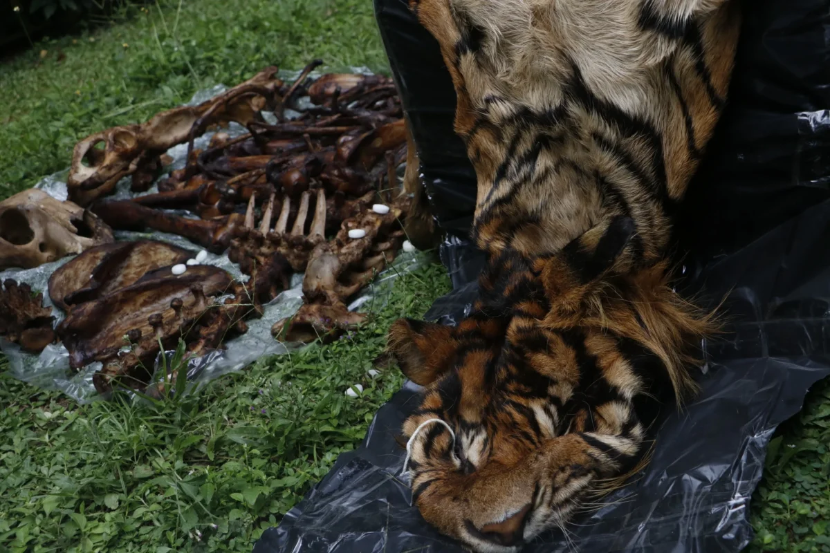 Kejahatan Satwa Liar di Aceh Kian Terorganisir, Orangutan hingga Harimau jadi Korban