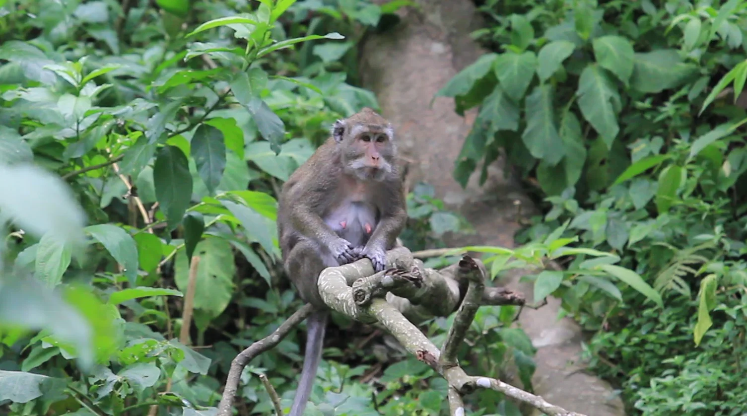 Monyet ekor panjang di alam liar Foto Widi PradanaGarda Animalia - Kelabu Regulasi Konten Celebrity Monkey di Indonesia B...