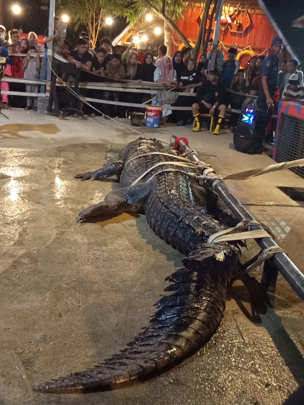 Kematian Buaya si Undan dan Sampah Plastik Kita