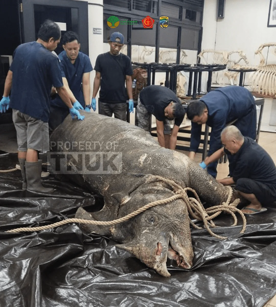 Kematian Musofa, Badak Jawa Pertama yang Ditranslokasi ke JRSCA