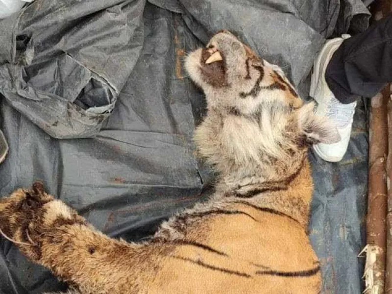 Kembali Berulang, Harimau Mati Terkena Jerat