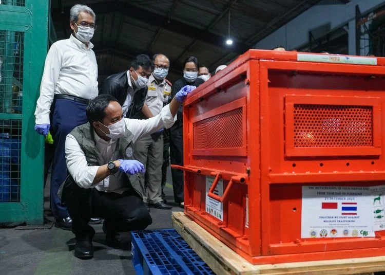 Proses repatriasi empat orangutan korban perdagangan ilegal dari Thailand ke Indonesia Foto Kemenhut - Kembali Ke Tanah A...