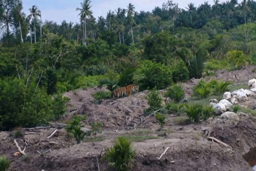 Kemunculan Harimau Sumatera di Indragiri Hilir, BBKSDA Riau Pasang Kamera Jebak dan Drone