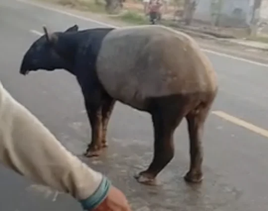 Kemunculan tapir di Jalan Lintas Timur kawasan Register 45 Kabupaten Mesuji menarik perhatian masyarakat Foto Tangkapan...
