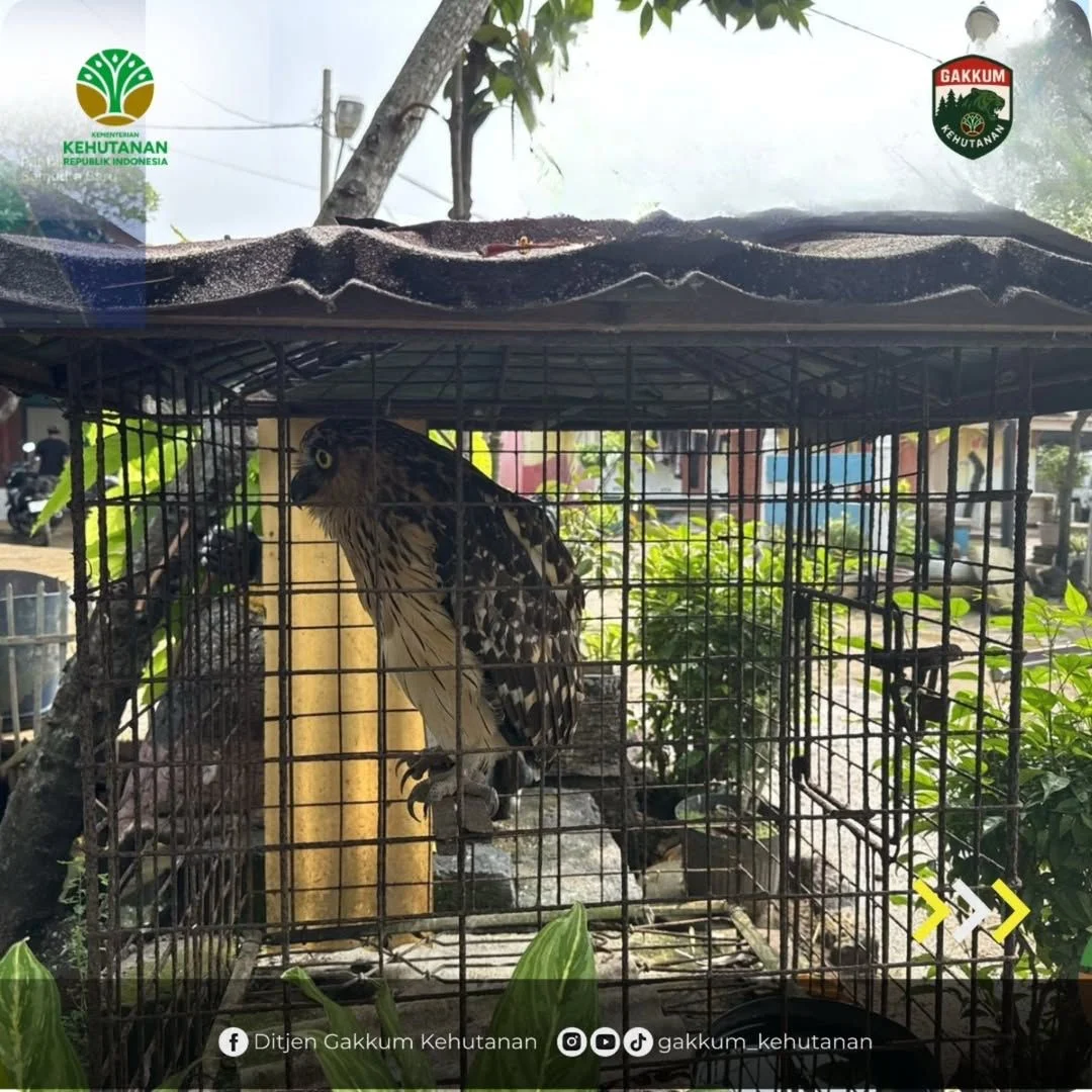 Kepemilikan Ilegal Satwa Dilindungi Marak Terjadi, Beo hingga Berang-Berang Berhasil Diamankan