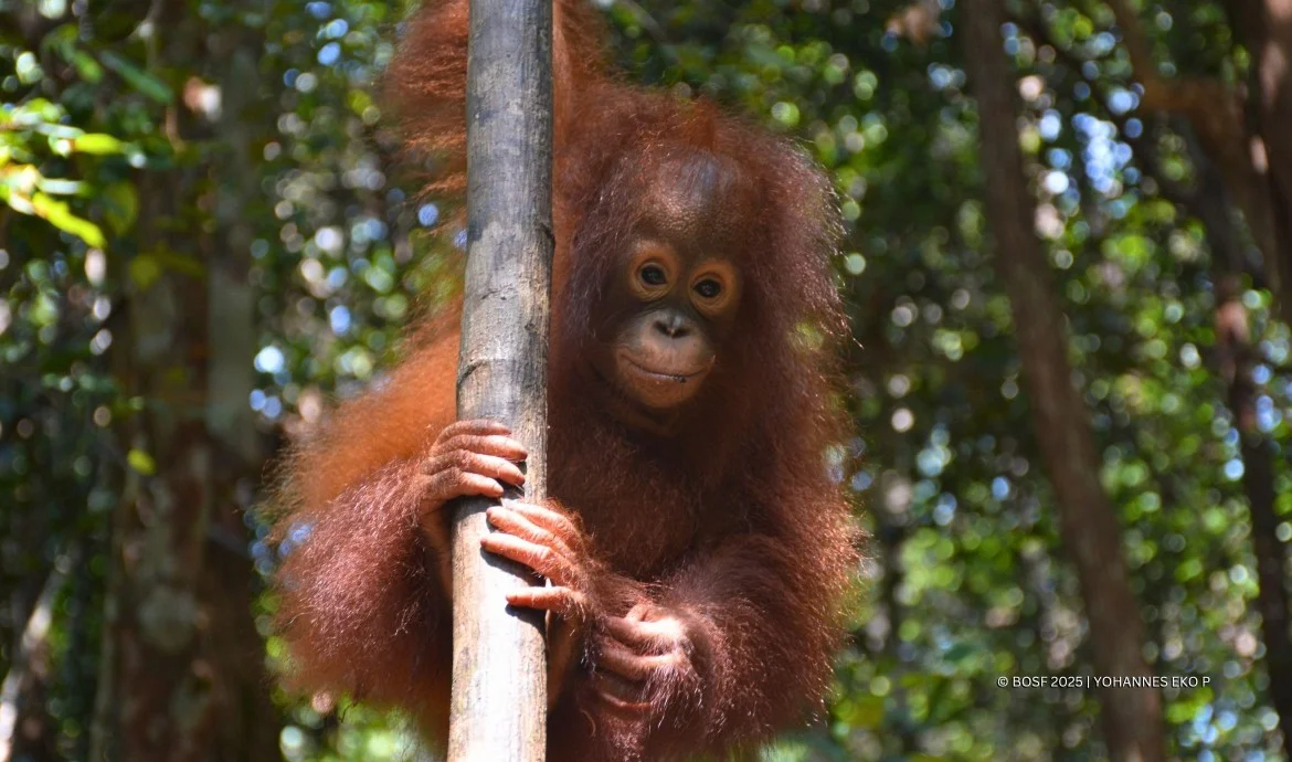 Kepunahan Menghantui Orangutan: Kawal, Jangan Dijual!