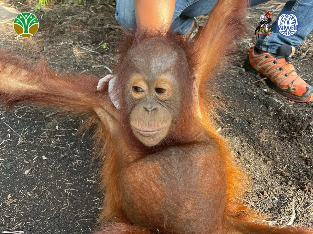 Proses penyelamatan Jani bayi orangutan yang ditemukan di kebun sawit Foto YIARI - Ketika Hutan Dibabat Ada Tangis Anak O...