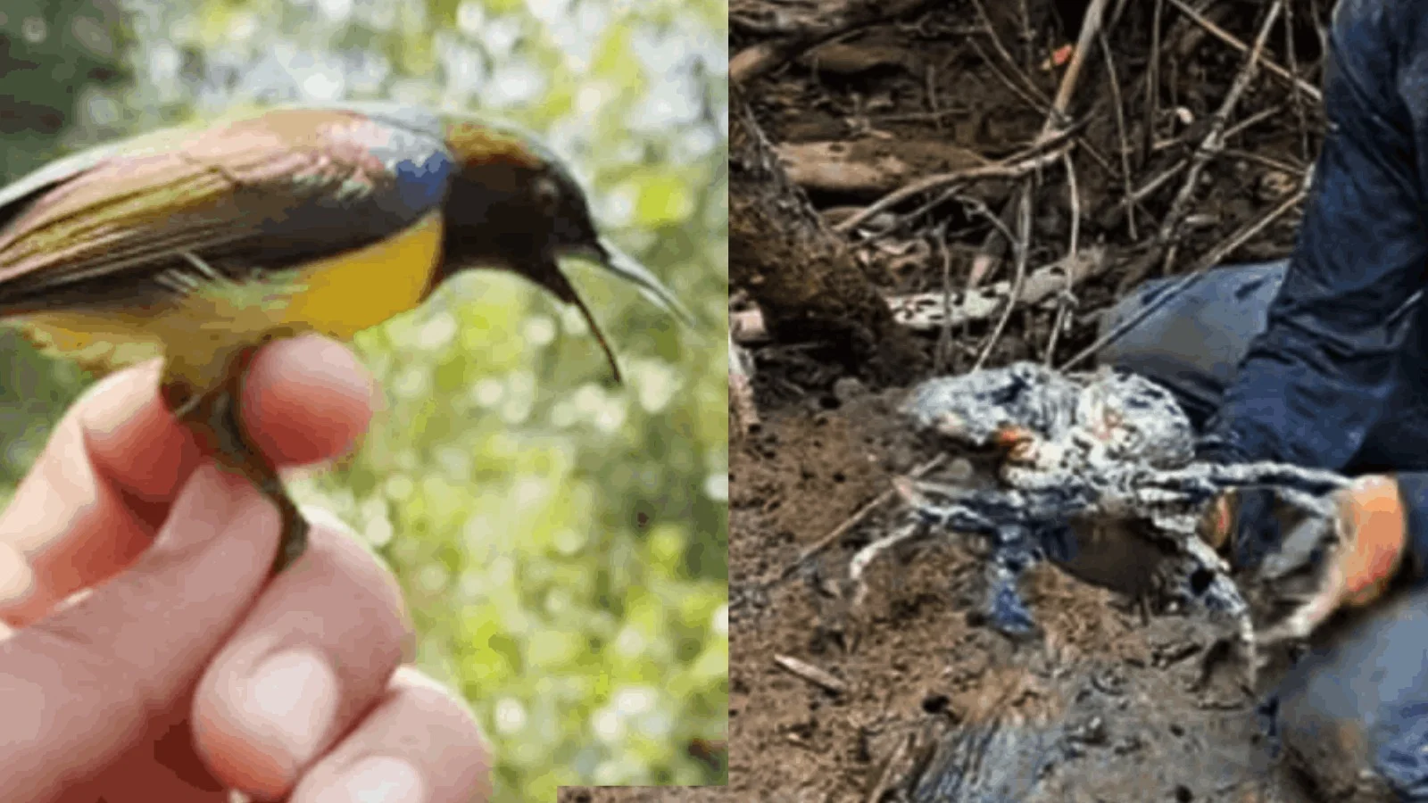 Ketika Kepiting Bakau dan Burung Madu Sriganti Kembali Pulang ke Petengoran