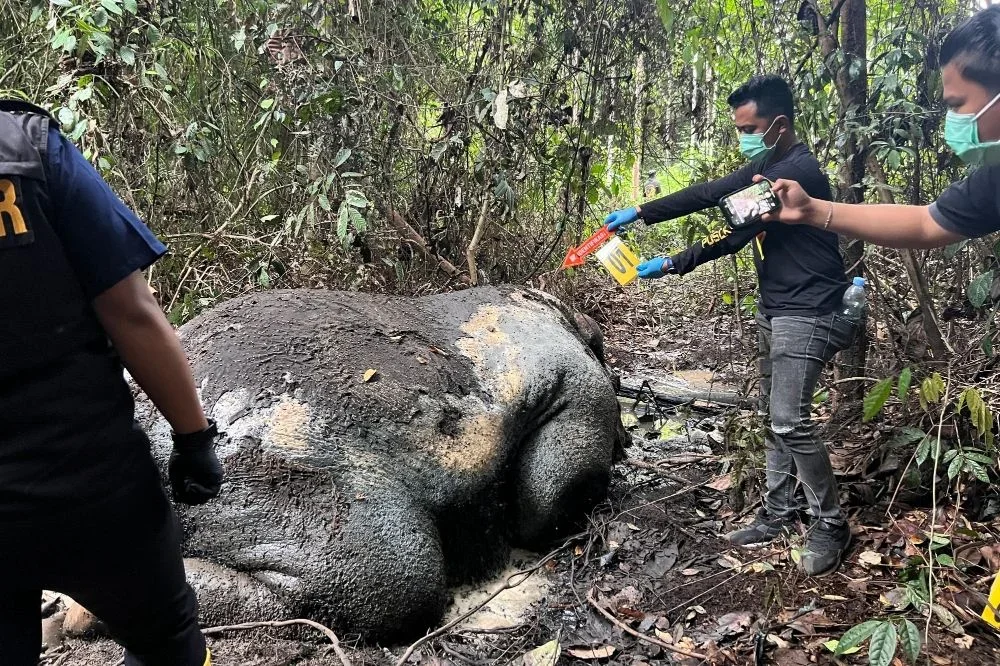 Penemuan bangkai gajah tanpa kepala dan gading di area konsesi PT RAPP Senin 222026 Foto Polda Riau - Ketika Pemburu Beba...