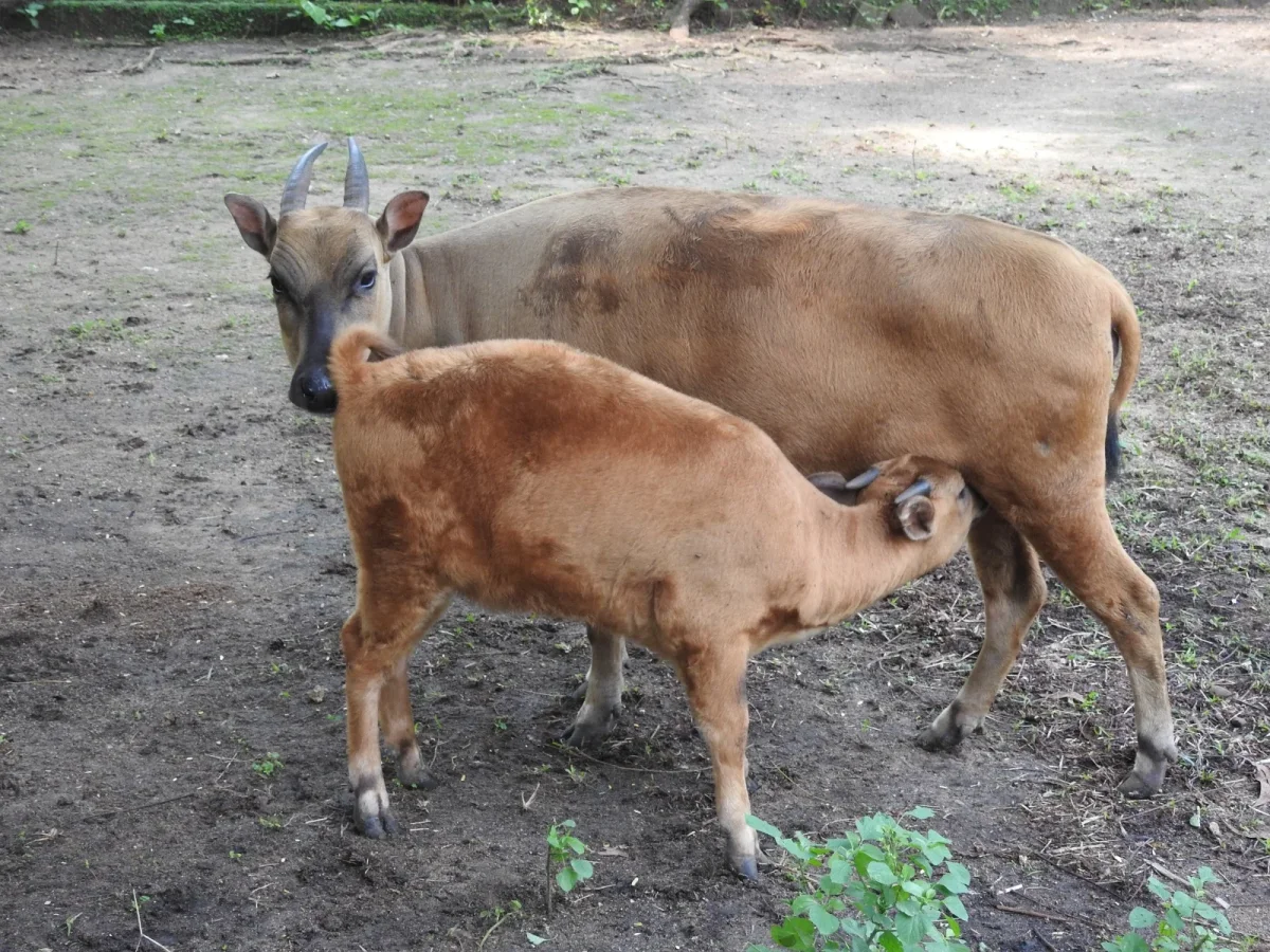 Anoa sedang menyusui anaknya Foto Abdul Haris Mustari - Kisah Anoa dari Sulawesi