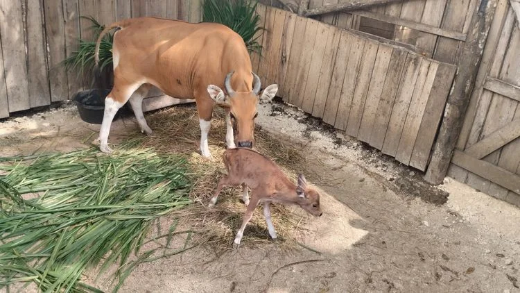 Kisah Manis Banteng di Pangandaran dan Catatan Tragis di Jabar