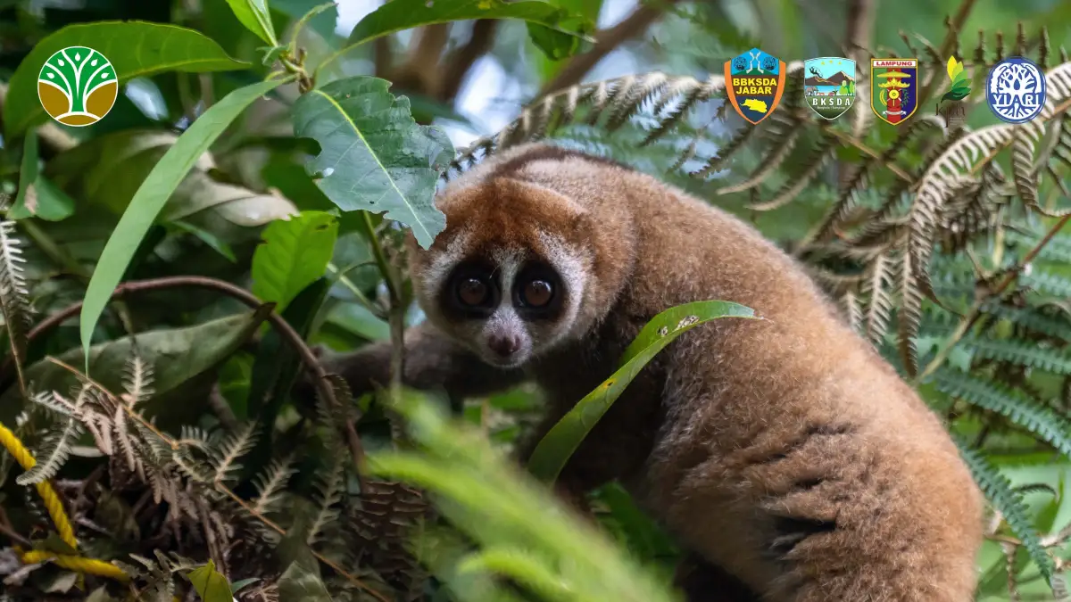 Kisah Setelah Rehabilitasi: Enam Kukang Sumatera Dipulangkan ke Hutan Lindung Lampung