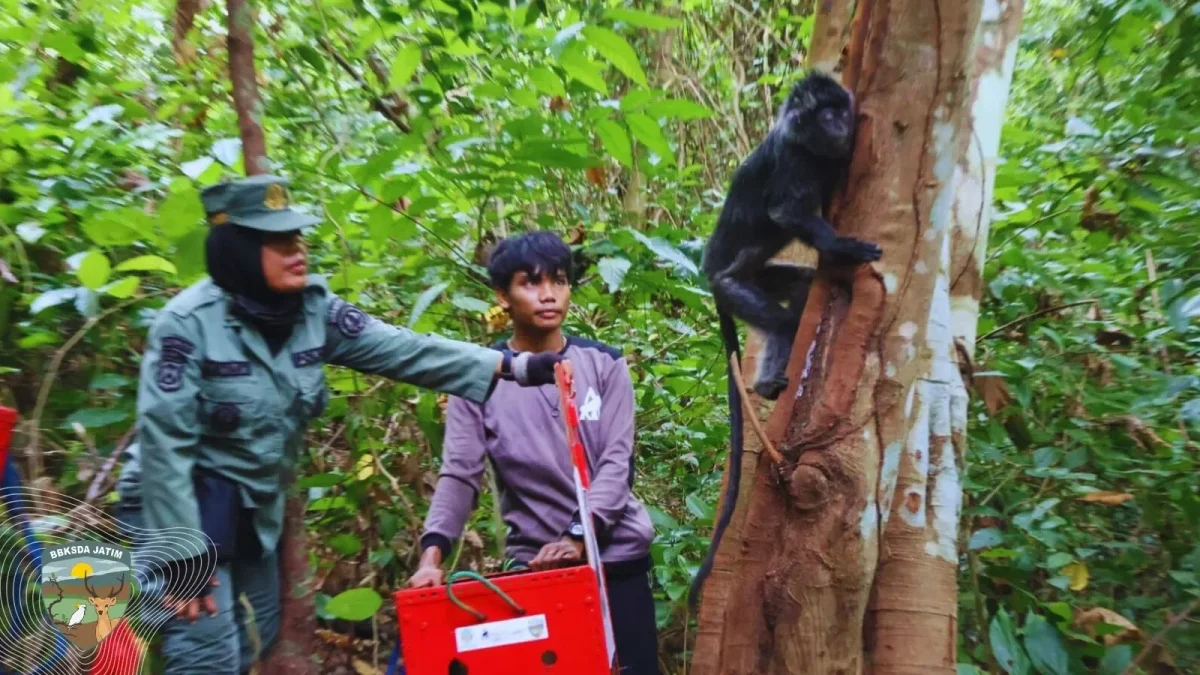 Kisah Tiga Lutung Jawa Pulang Kampung ke Nusa Barung