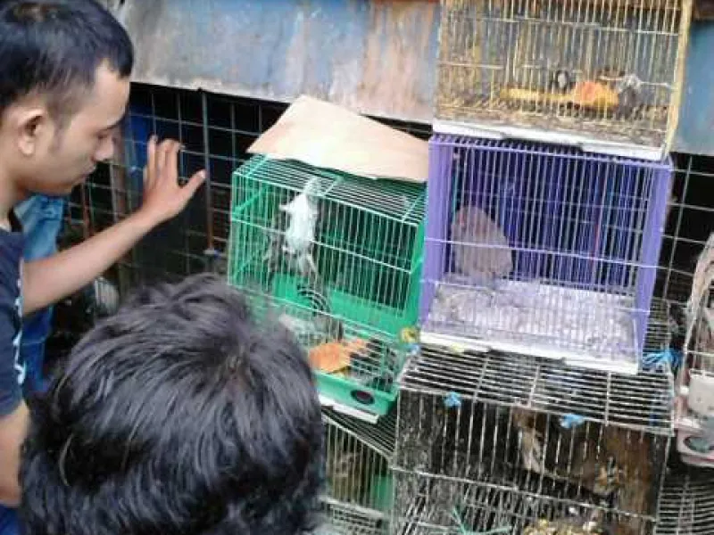 KLHK Minta Pemerintah Daerah Tertibkan Pasar Satwa Liar