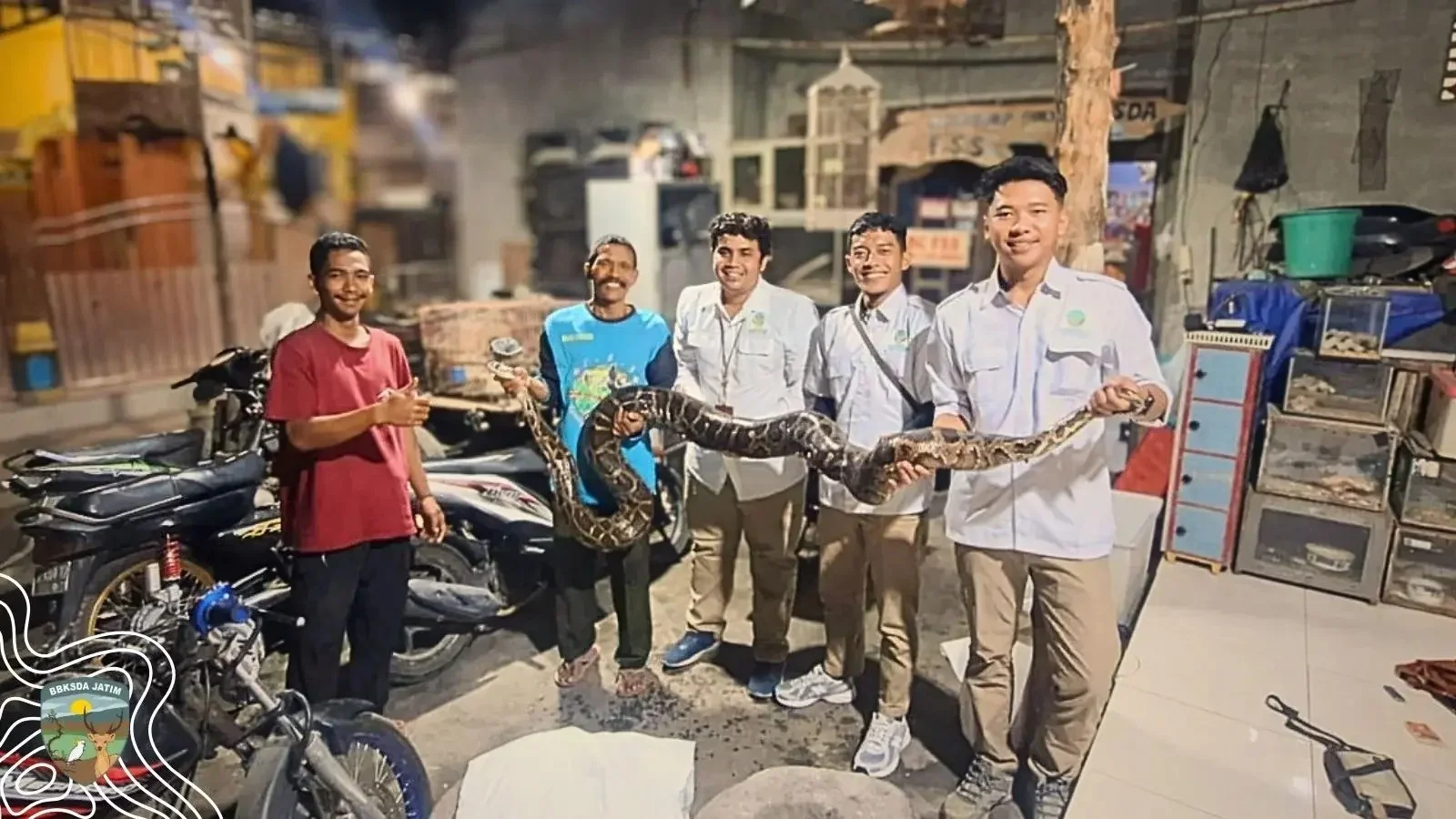 Komunitas Family Satwa Sidoarjo menyerahkan ular kepada BBKSDA Jawa Timur - Komunitas Family Satwa Sidoarjo Ajak Warga Tak...