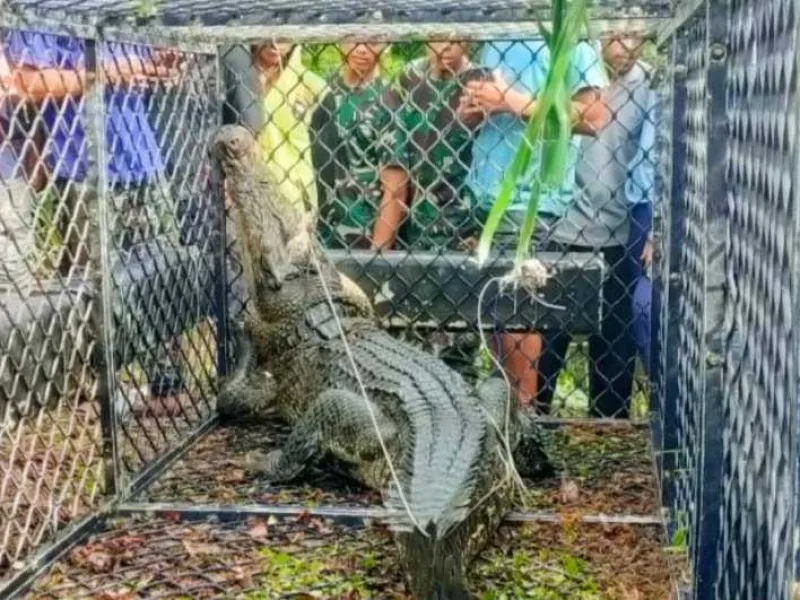 Konflik Buaya dan Warga, BKSDA Aceh Pasang Perangkap