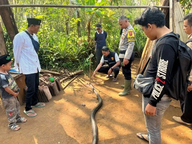 Konflik dengan King Cobra, Seorang Kakek di Sukabumi Meninggal Dunia