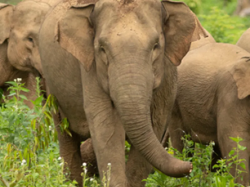 Konflik Gajah di Aceh Barat Terulang, Perubahan Habitat Menyulitkan Penghalauan