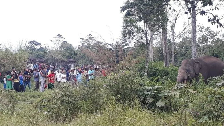 Ilustrasi konflik gajah dan manusia di kebun Foto BBKSDA Riau - Konflik Gajah di Dataran Tinggi Gayo Satu Orang Meninggal...