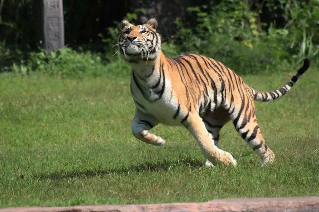 Konflik Harimau Sumatera Kerap Terjadi di Lampung, Perambahan Hutan atau Dampak Virus ASF?