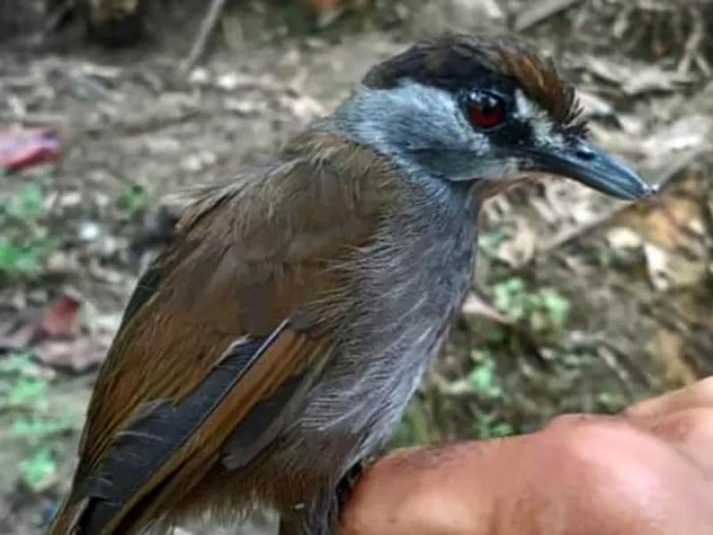 Kronologi Penemuan Pelanduk Kalimantan, Burung yang Hilang Selama 172 Tahun
