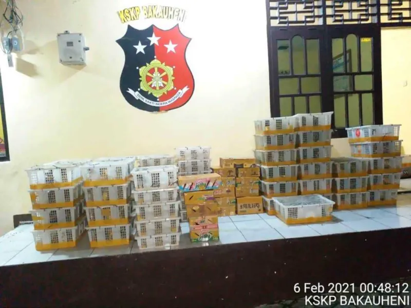 KSKP Bakauheni Kembali Menggagalkan Penyelundupan Ribuan Burung