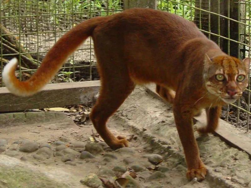 Kucing Merah Kalimantan yang Dipertanyakan