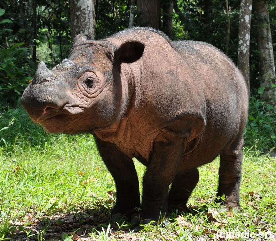 Badak sumatera Dicerorhinus sumatrensis di dalam kawasan Taman Nasional Way Kambas Foto Yayasan Badak Indonesia Badak su...