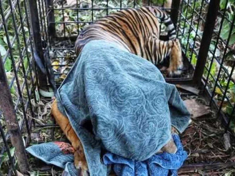 Lagi! Kaki Harimau Sumatera Hampir Membusuk Karena Jerat