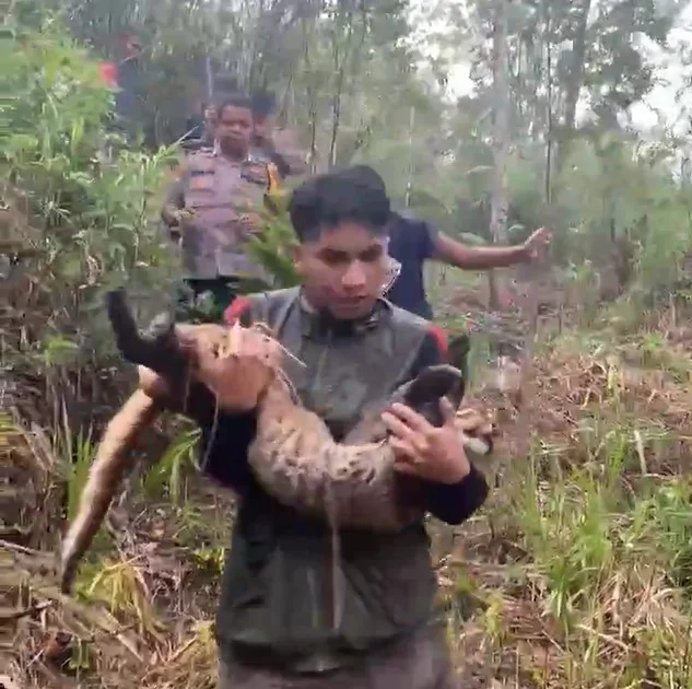 Lagi-Lagi Jerat Babi, Kali Ini Kucing Emas di Sumbar Jadi Korban