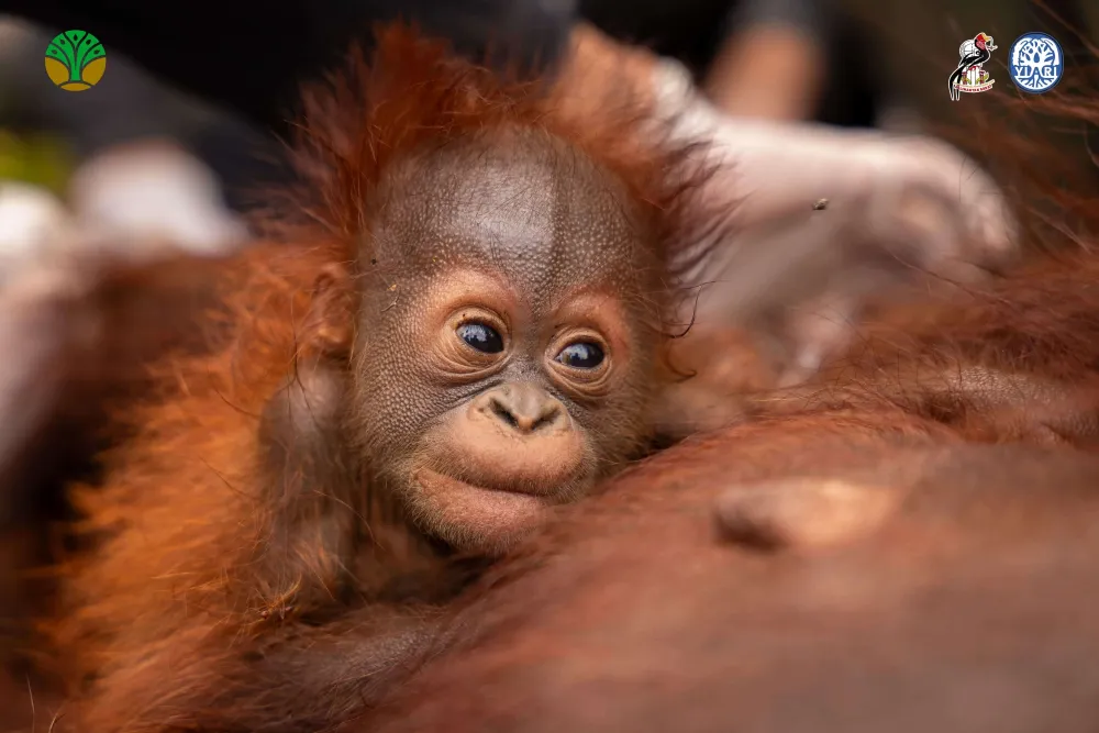 Lagi, Pasangan Induk dan Anak Orangutan Terjebak Karhutla