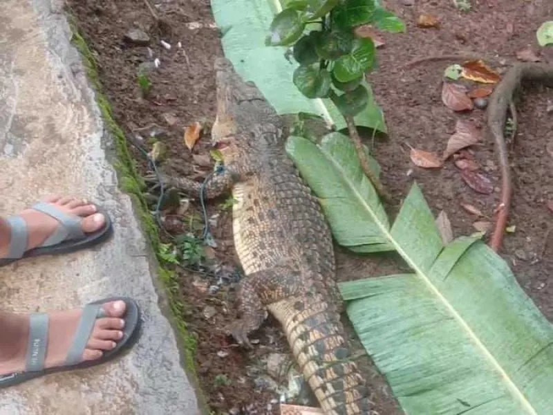 Lagi! Seekor Buaya Ditembak Mati Oleh Warga