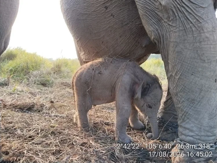 Seekor bayi gajah sumatera Elephas maximus sumatranus lahir dalam keadaan sehat di Pusat Konservasi Gajah PKG Jalur 21 Pad...