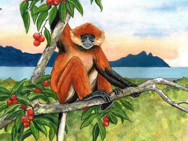 Langur Borneo, Primata Langka Indonesia yang Belum Dilindungi