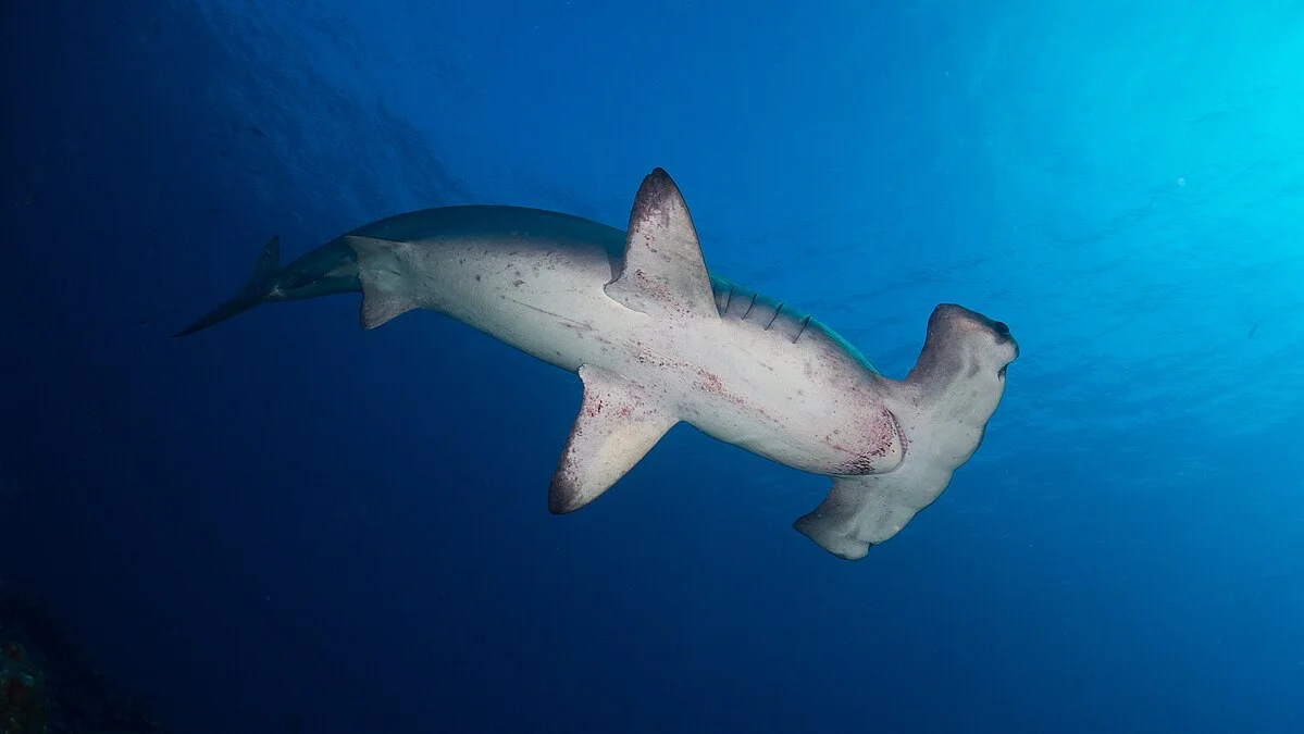 Lewat Aplikasi SeeShark, Pemuda Banyuwangi Selamatkan Hiu