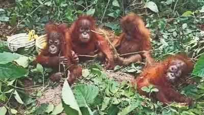 Lima ekor bayi orangutan yang ditemukan di hutan Balasore India FotoBaffling Wildlife Officials - Lima Bayi Orangutan Dit...