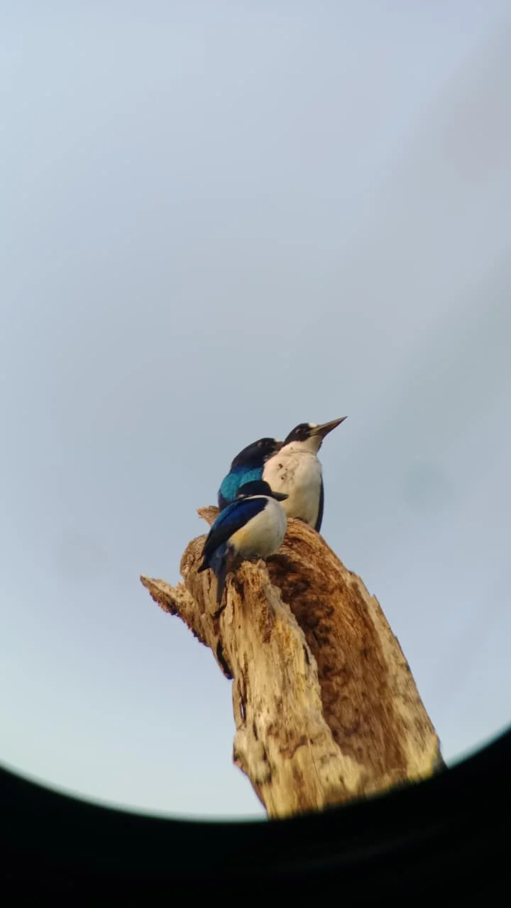 Uploaded content