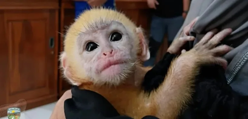 Bayi lutung jawa diselamatkan dari upaya perdagangan secara daring Foto BBKSDA Jatim - Lutung Berusia Tiga Minggu Diselam...
